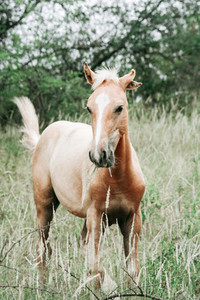 Wild Horse  South Africa