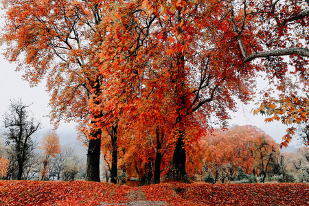 Fall in Kashmir