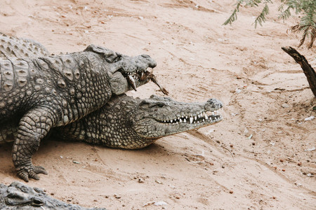 African nile crocodile  South Africa