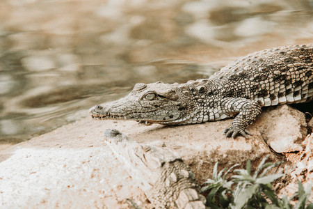 African nile crocodile  South Africa