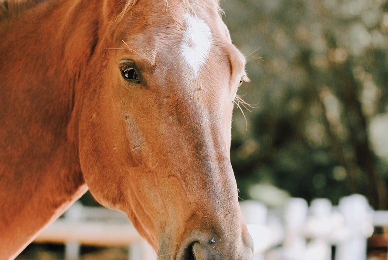 Wild Horse, Sun City, South Africa