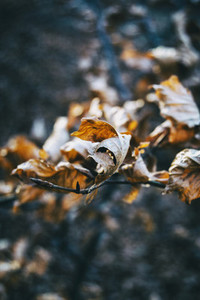 dry leaves seen from close up in the autumn   winter season