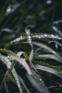 elongated grass blades with lots of dewdrops