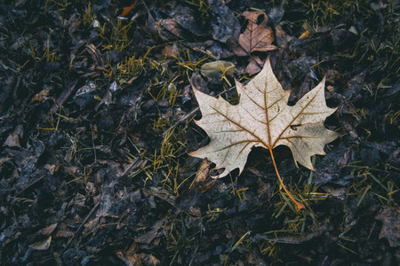 dry leaf fallen from a tree in autumn