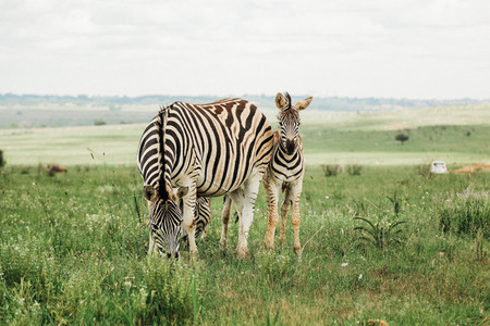 Baby Zebra and Her mom