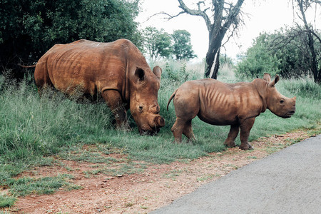 Rhino Baby and Mom