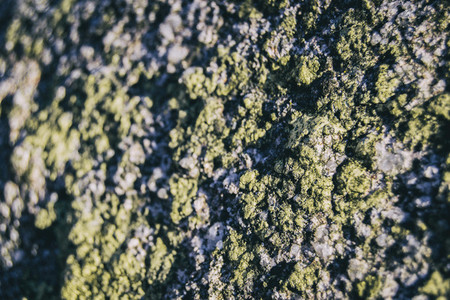 liquen seen from close up as background