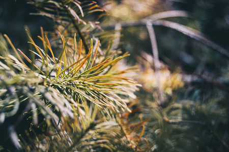 pine needles seen from close up with special colors from green to orange very beautiful