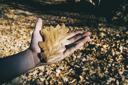 hand of a man holding a fallen leaf from a tree