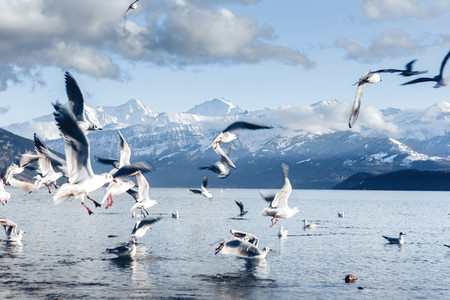Lake Thun  Switzerland