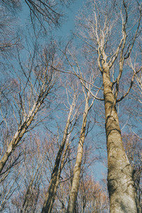 perspective of a tree seen from below in the winter season  with the branches without leaves