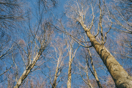 perspective of a tree seen from below in the winter season  with the branches without leaves