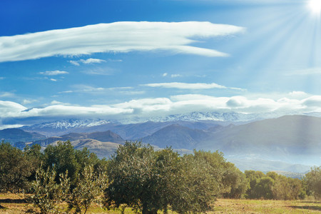 Sierra Nevada as seen from the olive groves in the Llano de la Perdiz in Granada