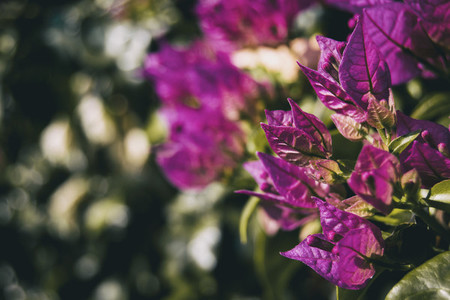 lilac or violet leaves of bouganvillea