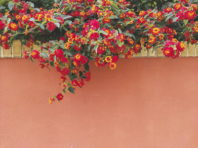 Red and orange Lantana growing up in a home wall