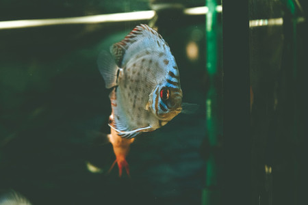 Exotic fish Symphysodon discus in an aquarium