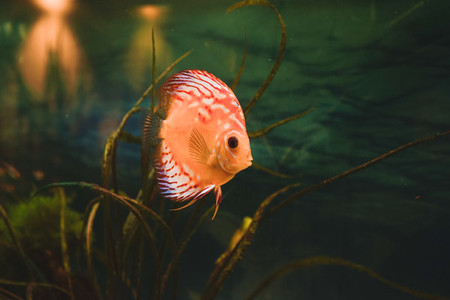 Exotic fish Symphysodon discus  in an aquarium