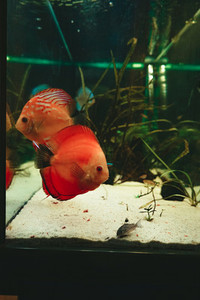 Exotic fish Symphysodon discus  in an aquarium