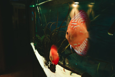 Exotic fish Symphysodon discus in an aquarium