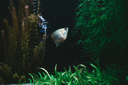 Exotic fish in a collectors aquarium