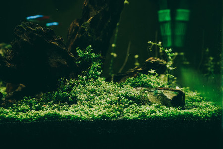 Exotic fish in a collectors aquarium