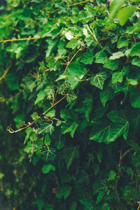 Dark green leaves organic texture