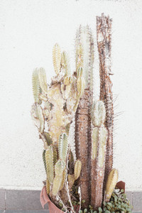 Old cereus peruvianus cactus with rust plague on it