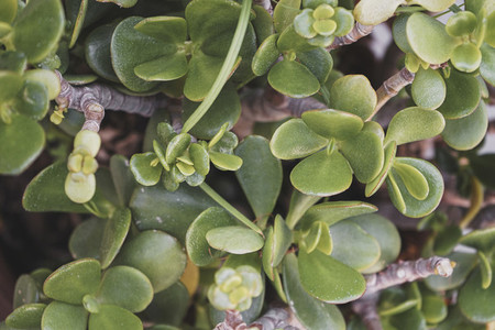 Pattern image of a crassula ovata succulent plant