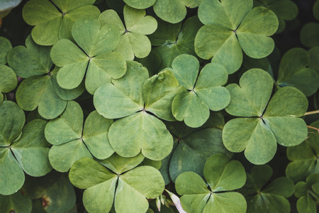 Green pattern image of clovers