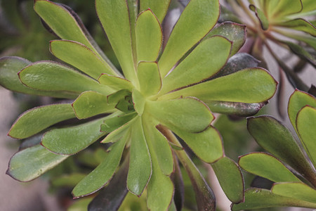 Close up of a green aeonium arboreum
