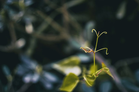 smilax aspera leaf climbing plant in nature