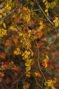 Autumn organic and abstract s
