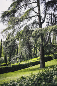 Majestic cedar in a park on the outskirts of barcelona