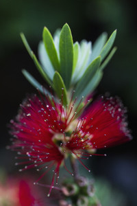 Close up beautiful red flowering Myrtaceae plant