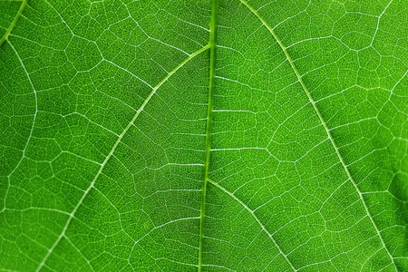 Full frame macro shot vibrant green leaf pattern