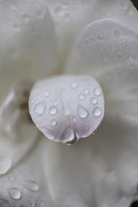 Extreme close up fresh raindrops on white flower petal