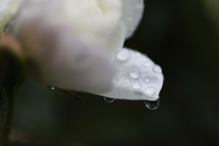 Extreme close up fresh raindrops on white flower petal