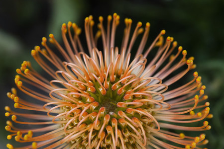 Extreme close up spiny orange pincushion flower
