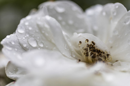 Close up fresh raindrops on white flower petals