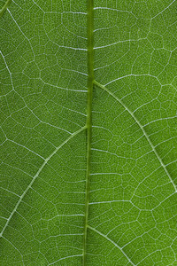 Extreme close up vibrant green veined leaf