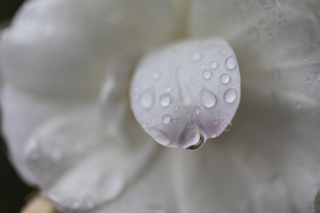 Close up fresh raindrops on white flower petal