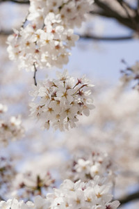 Close up beautiful delicate white cherry blossoms