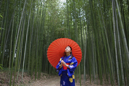 Young woman in kimono with parasol looking up at bamboo trees
