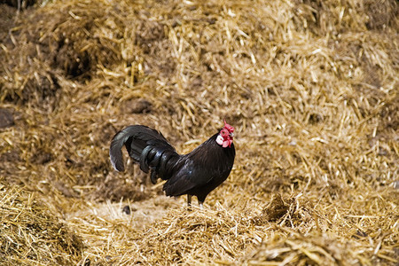 Black rooster in hay