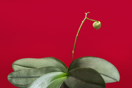 Green plant and flower bud on red background