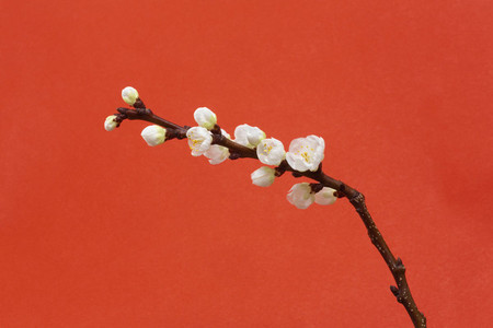 Beautiful white cherry blossom stem on red background