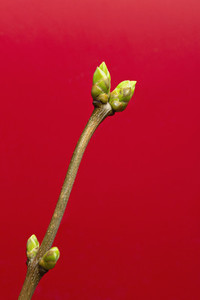 Close up green buds on stem against red background