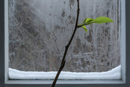 Plant branch with leaves at icy winter window