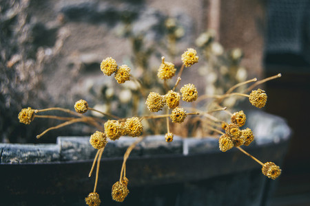 small  yellow  half dried santolina flowers