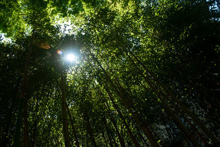 Bamboo Forest Sun